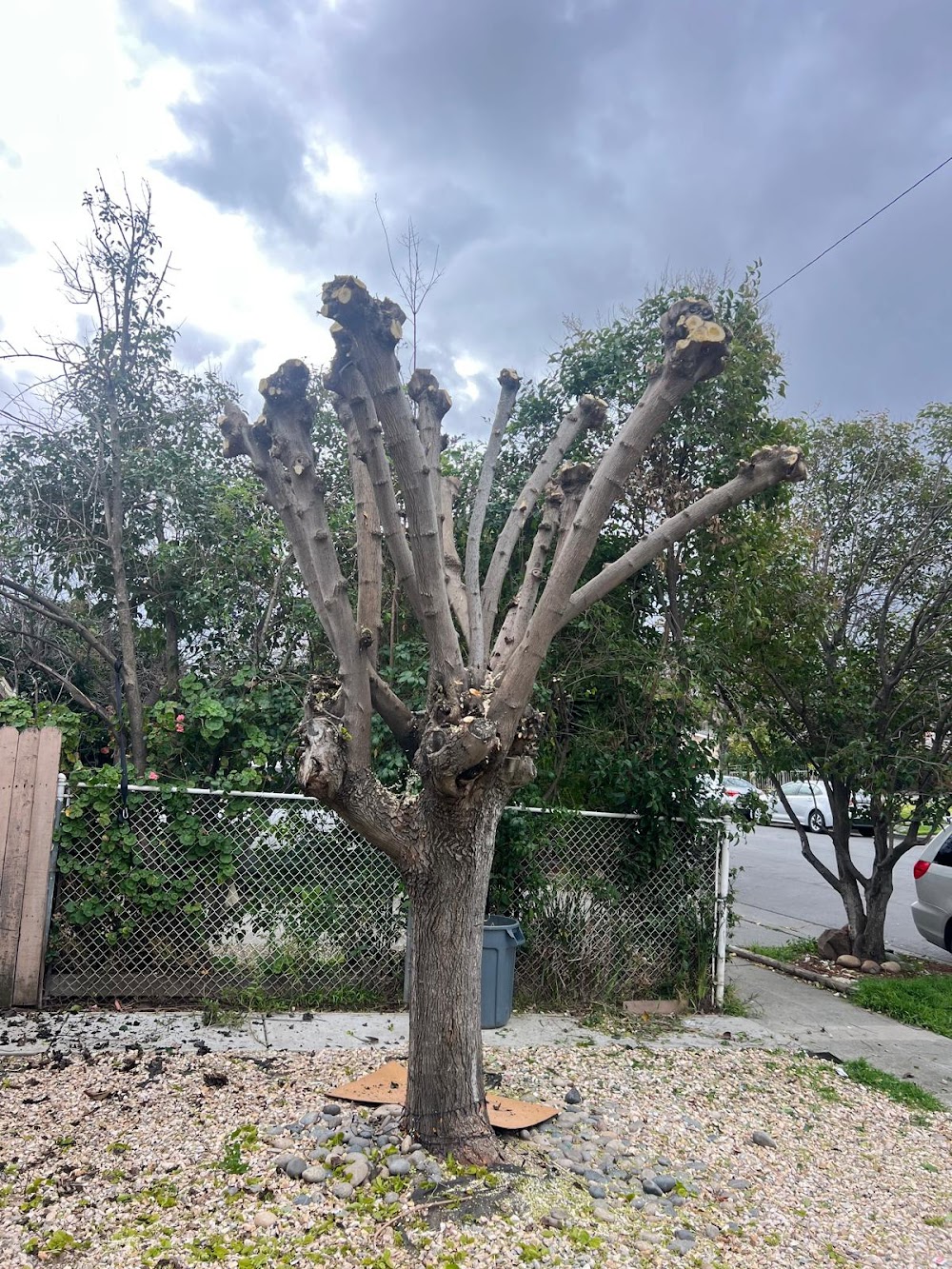 Lucatero Tree Services